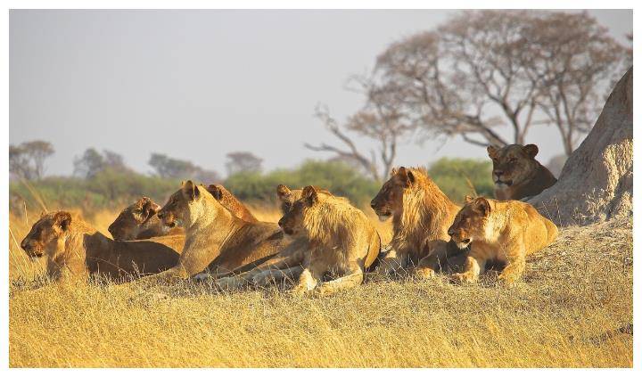 雄狮队在比赛中展现出色,轻松击败对手 雄狮队在比赛中展现出色,轻松击败对手