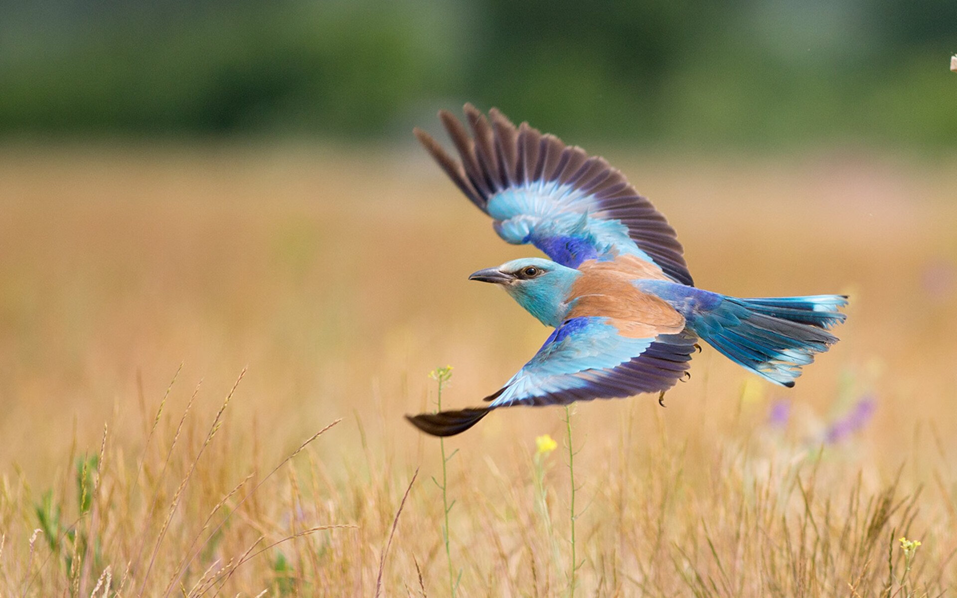 九游娱乐app下载-中国资本强势入主勒沃库森，奥利维耶·达米安如何成为球队转型关键先生