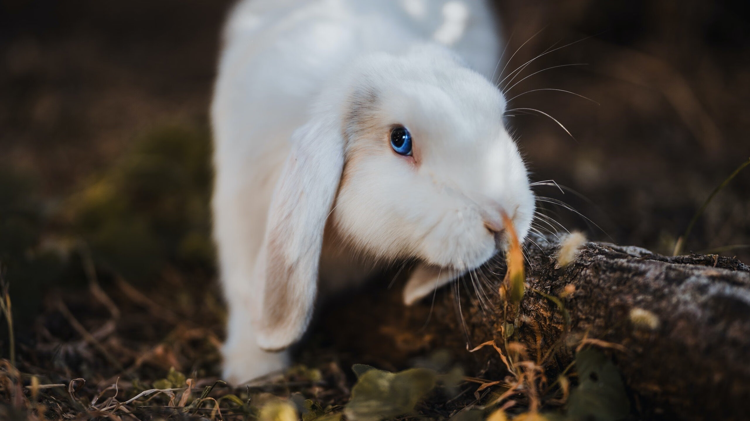 当武切维奇在长城上投出那记绝杀时,奇才的防线已分崩离析