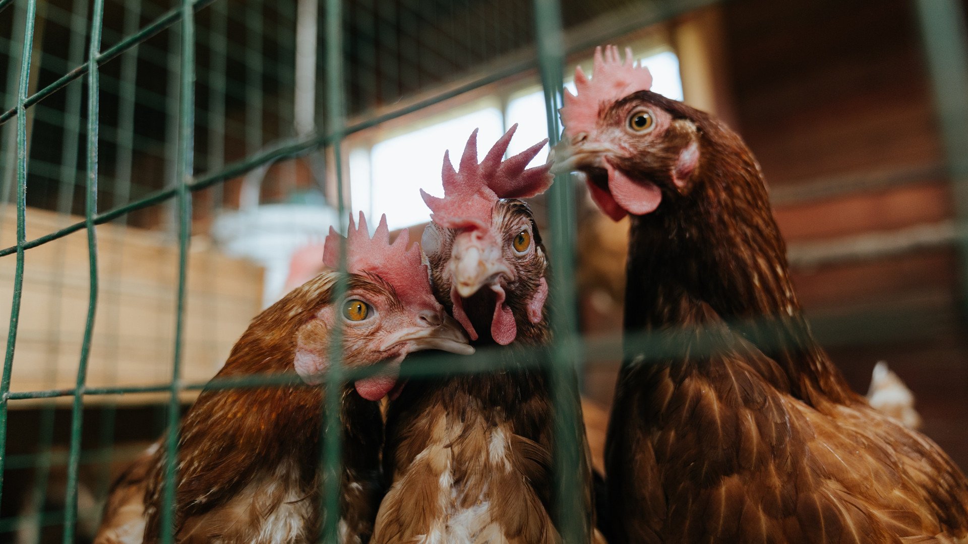 双线辉煌,英超争冠战火点燃,浙江队篮球赛场轻取雷霆