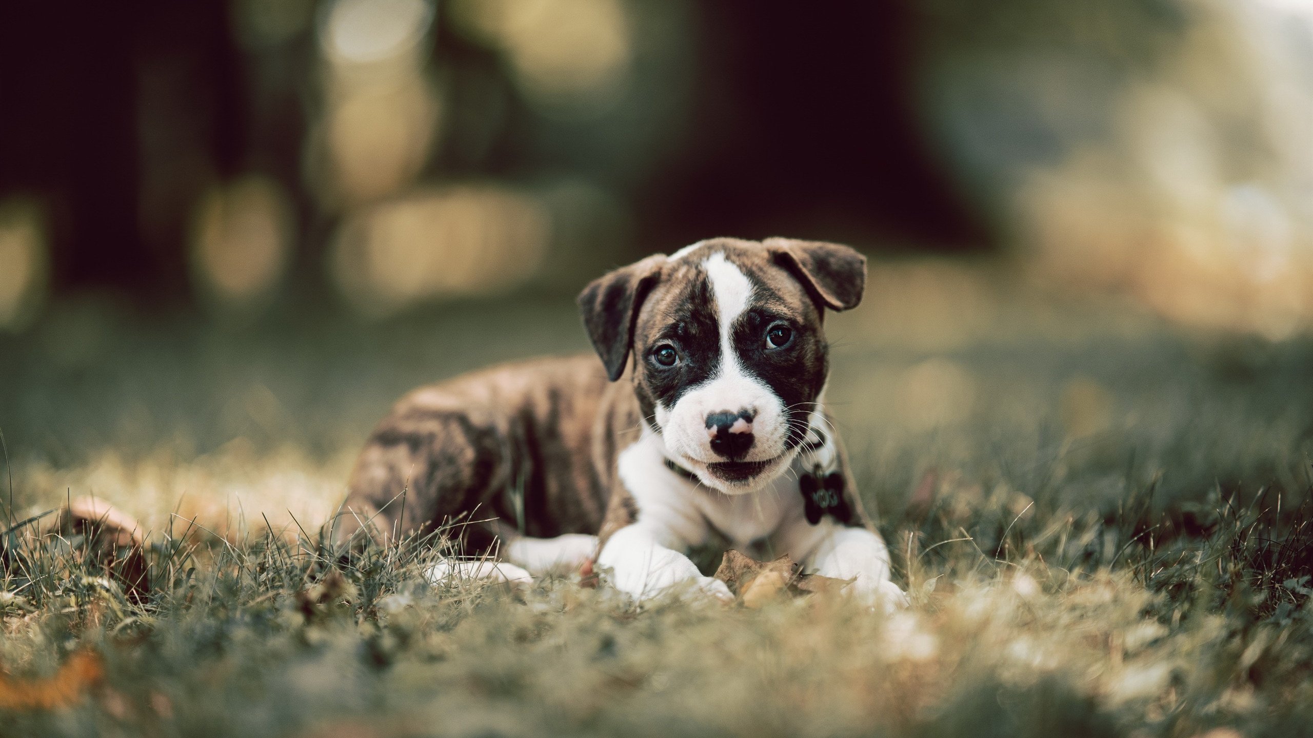 九游app下载-非洲铁血撼巨人，若日尼奥一箭穿心，安哥拉纪念赛险胜拜仁