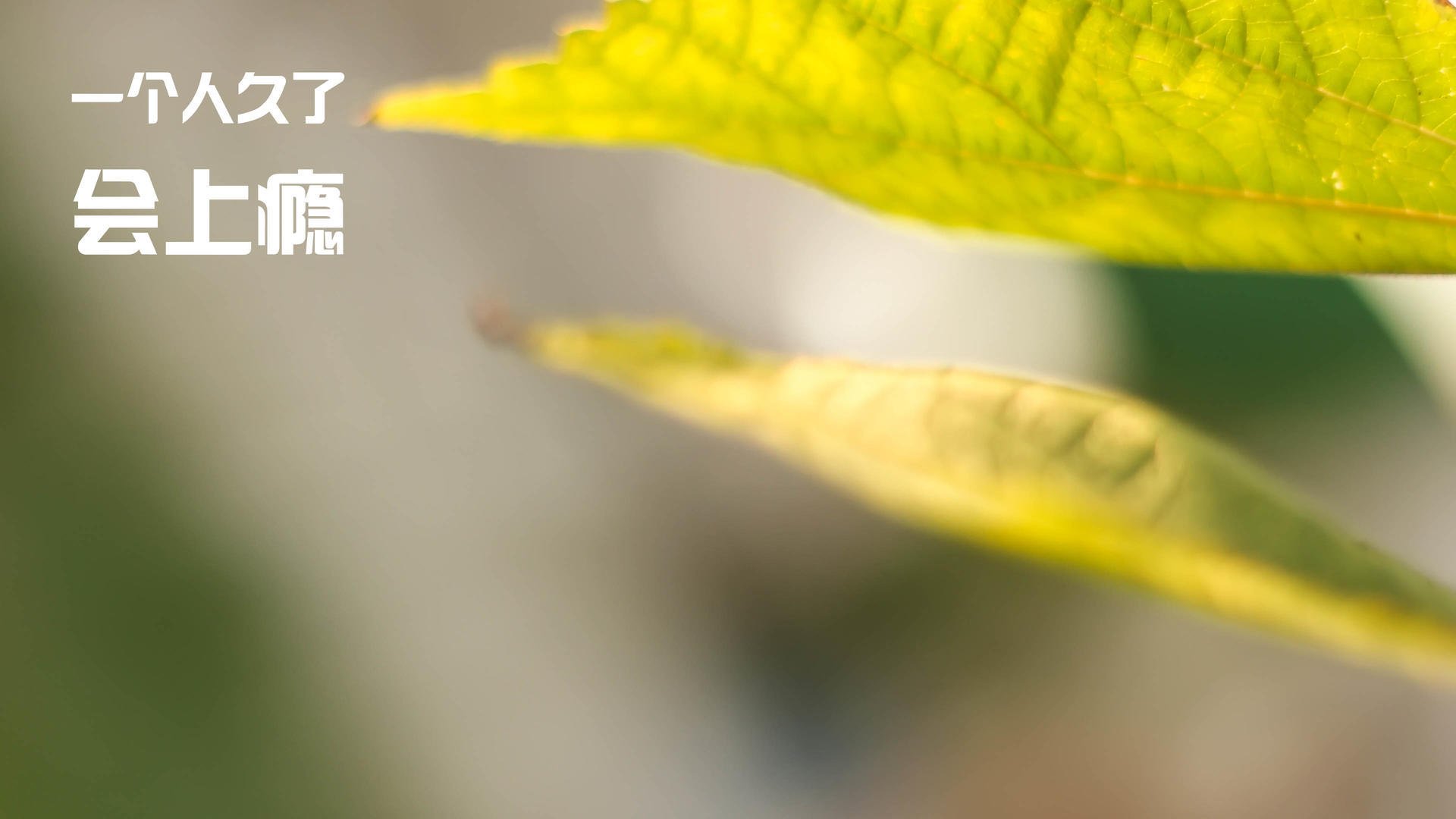 伦纳德末节18分杀死悬念！魔术17分逆转强势晋级