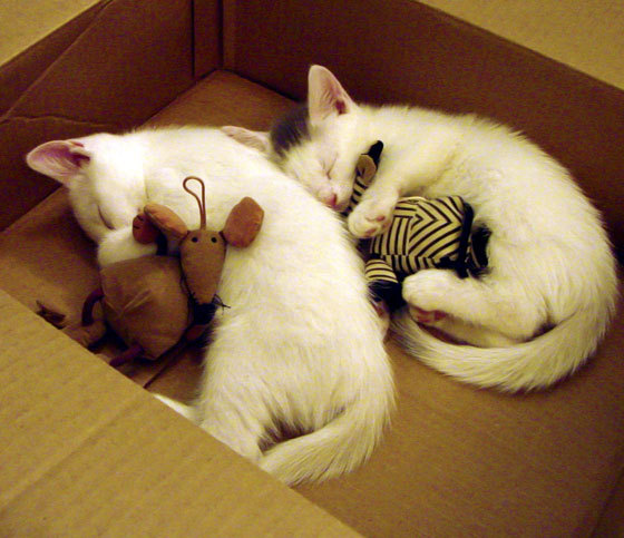 沸腾对决与决胜时刻,当NBA季后赛的肌肉碰撞遇见欧战赛场的智慧博弈