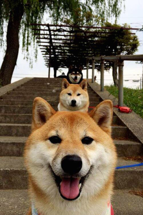 当戈贝尔的阴影笼罩球场,勇士体系如何诠释现代篮球的压制力