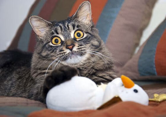 九游体育平台-奇迹双生，当内马尔在平行时空为几内亚戴上王冠